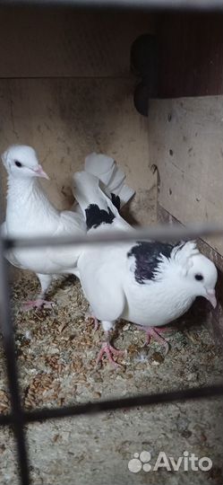 Продажа голубей