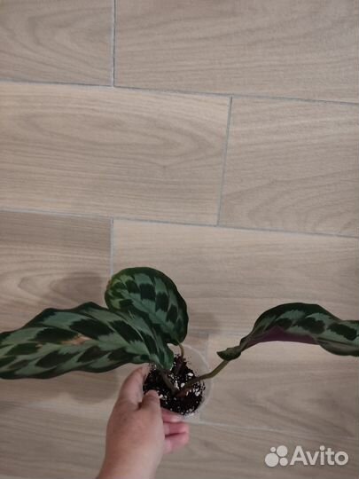 Калатея Хелен Кеннеди