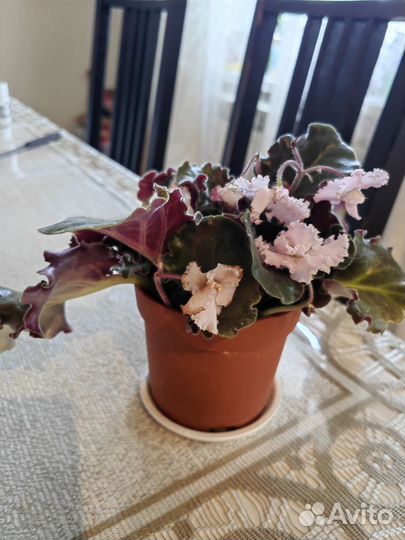 Фиалка в горшках