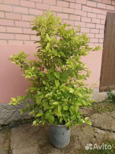 Лимонное дерево