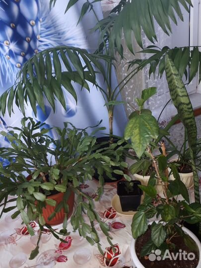 Цветы комнатные