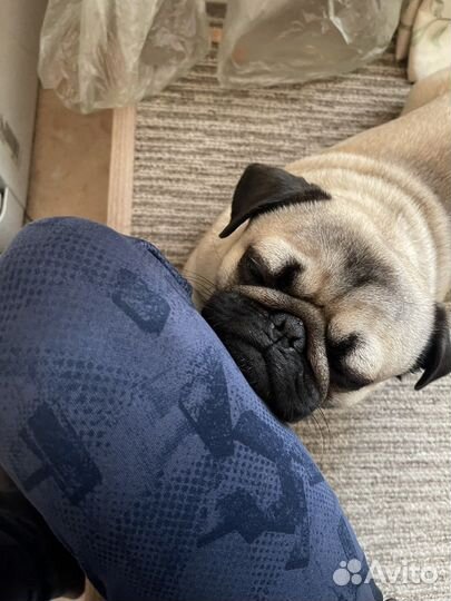 Мопс вязка мальчик