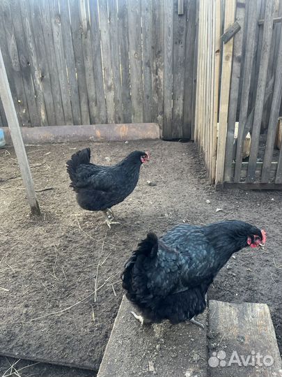 Куры джерсийский гигант