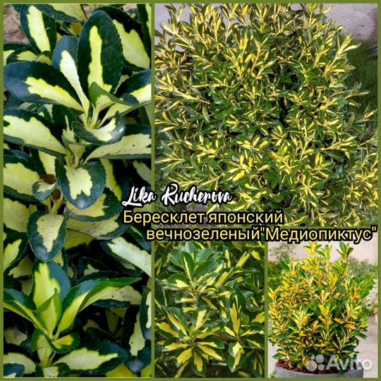 Декоративные кустарники,хвойные