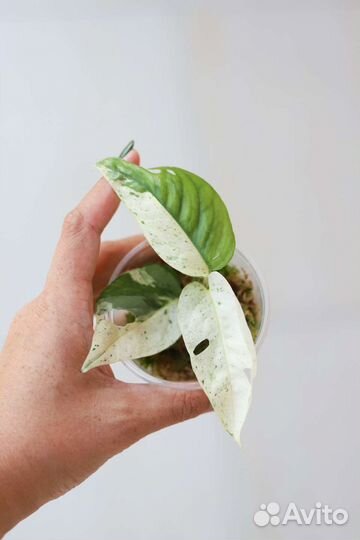 Сциндапсусы, эпипремнумы