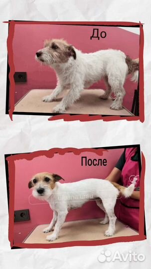 Груминг Тримминг Стрижки