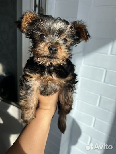 Йоркширский терьер мини щенки бейби фейс