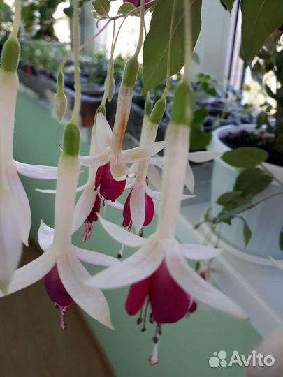 Балерина,вайт кинг,безимянка,принц оф пис