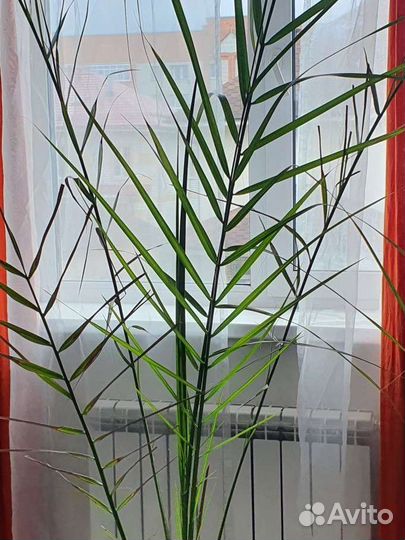 Финиковая пальма