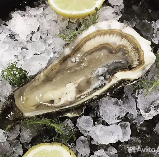 Устрица императорская живая