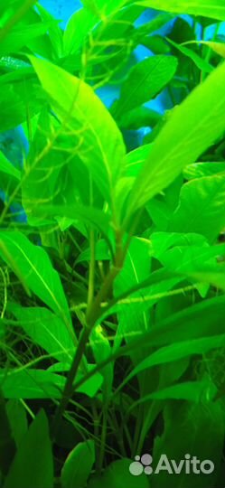 Аквариумные растения