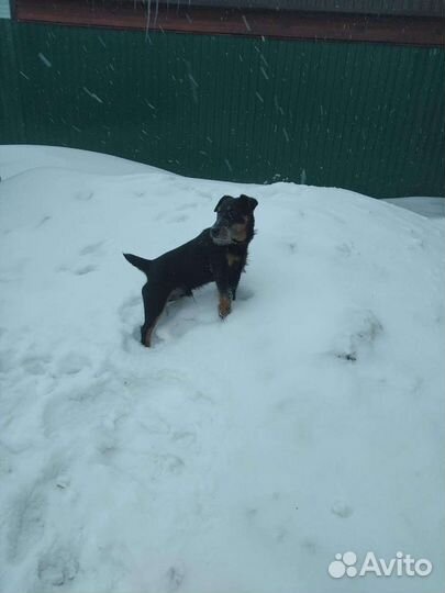 Яг Терьер вязка