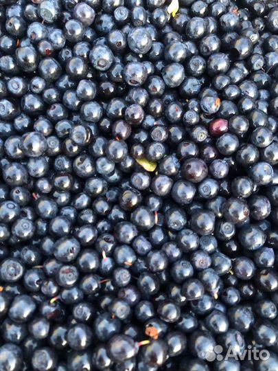 Черника свежая