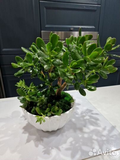 Крассула (Толстянка)