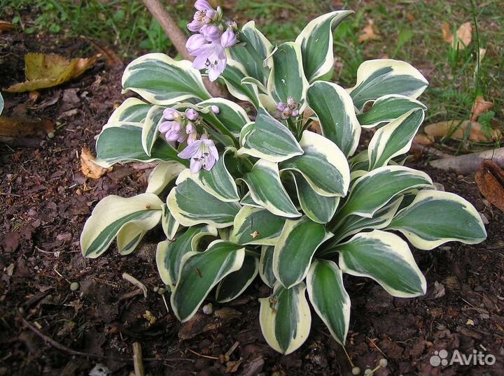 Хосты из серии Мышиные ушки