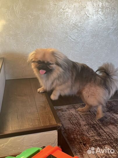 Вязка пекинес