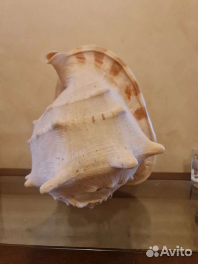 Ракушка огромная