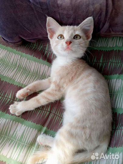 Кошки в добрые руки