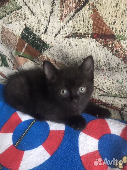 Котята бесплатно