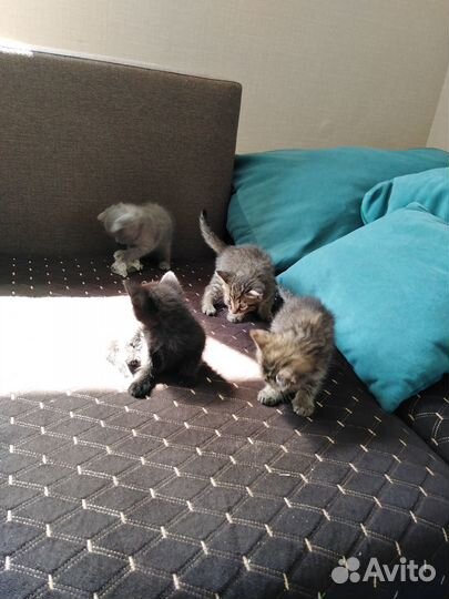 Котята отдам в добрые руки бесплатно