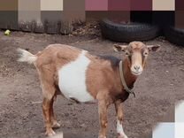Карликовая коза/ Камерунская