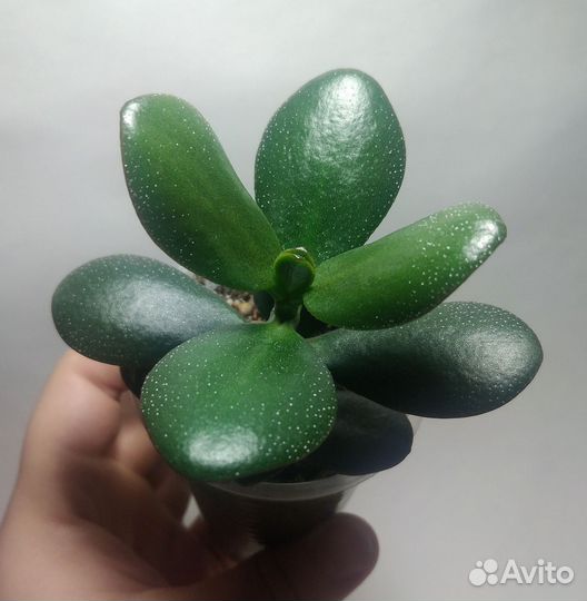 Толстянка Крассула овата суккулент