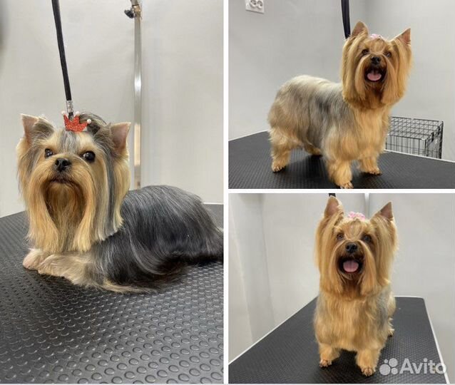 Стрижка собак и кошек, тримминг, экспресс линька