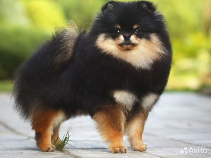 Померанский шпиц мини вязка