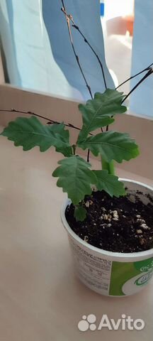 Ростки дуба продажа