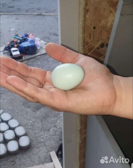 Петух ухейилюй