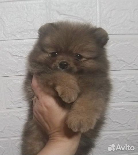 Толстолапый пушистик