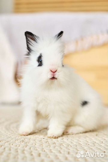 Кролики для фотосессии