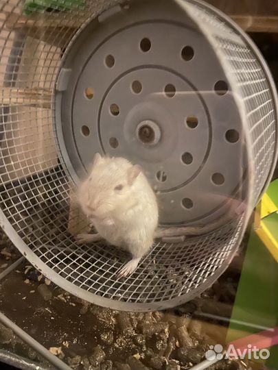 Песчанки отдам