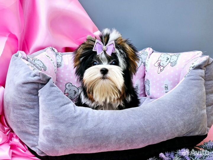 Мини биверы