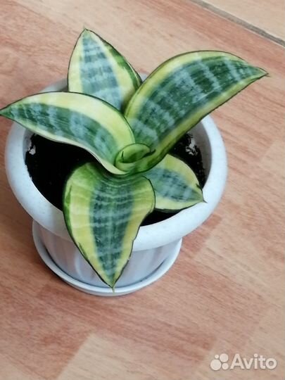 Сансевиерия