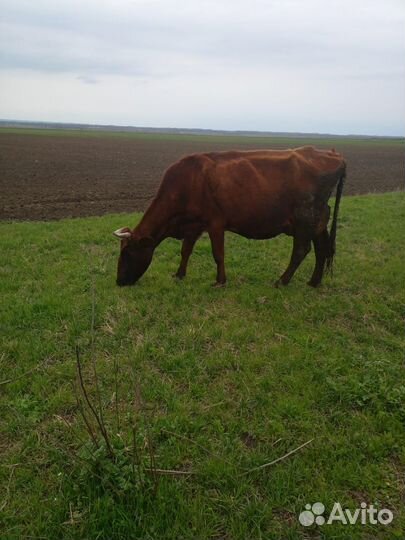 Корова дойная