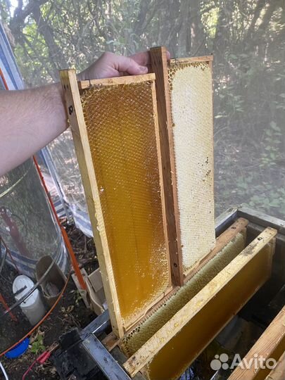 Мед Подсолнечный с примесью разнотравия