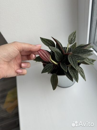 Пеперомия россо