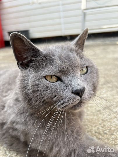 Британский кот