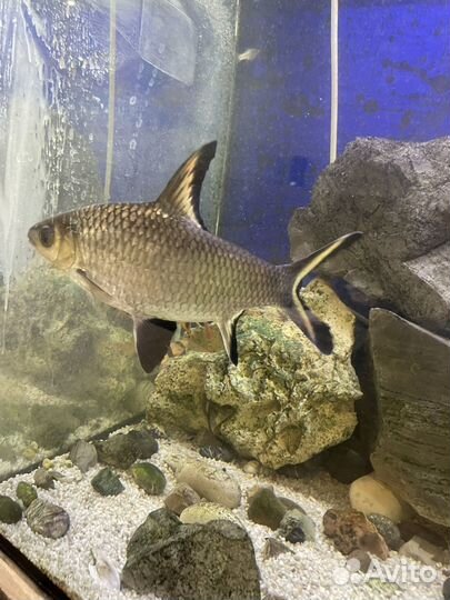 Акулий балу