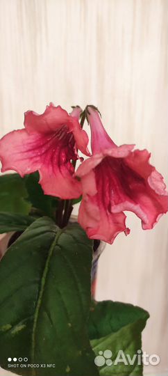 Стрептокарпус Женская логика