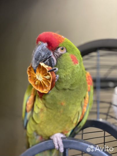 Ручные попугаи для фотосесии