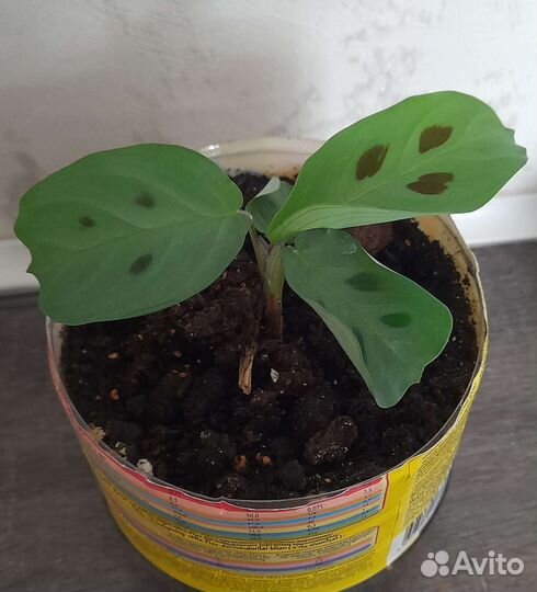 Маранта керховена новые растения