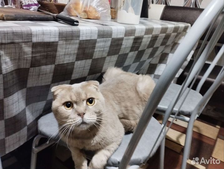 Шотландская