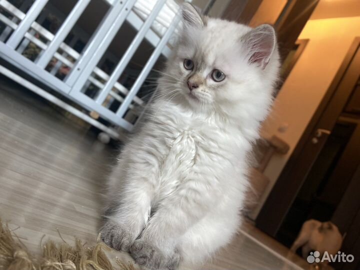 Скотиш фолд -шотландские вислоухие кошки