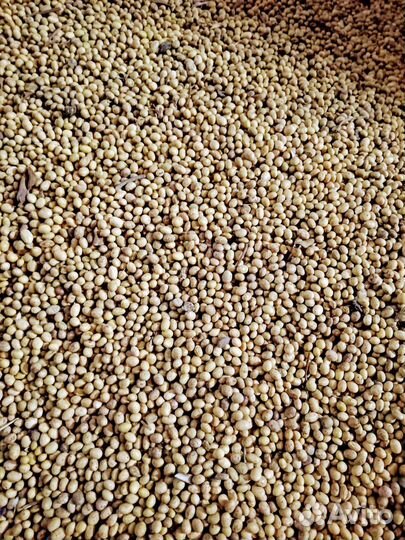 Зерно пшеница, ячмень, овес, соя