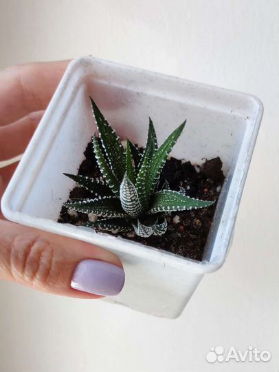 Хавортия полосатая в горшке