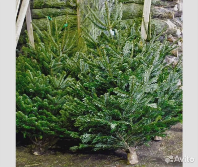 Ель новогодняя оптом и в розницу