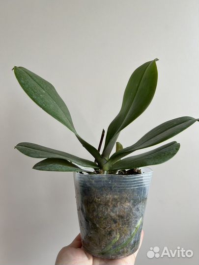 Орхидея фаленопсис Maple Valley