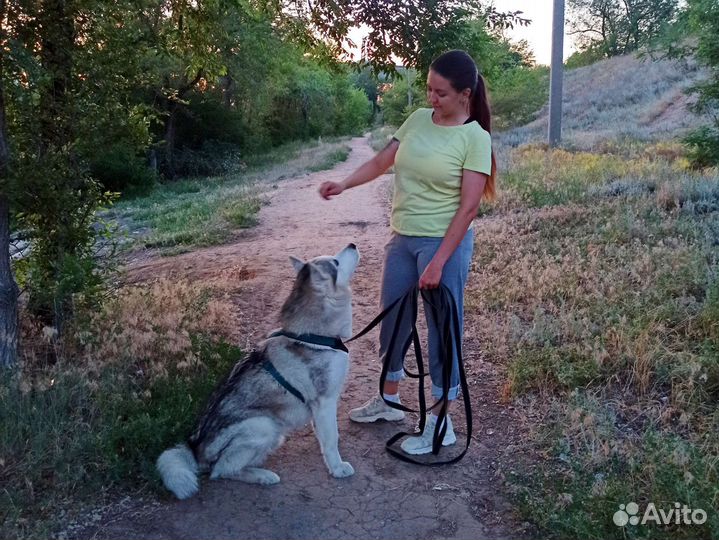 Передержка животных, выгул и дрессировка собак